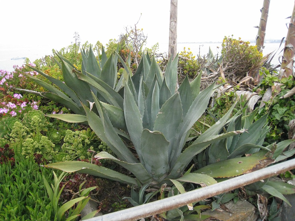 2011 Bay 2 Breakers Saturday 0705.JPG - I was able to participate in the 2011, 100th anniversary of the San Francisco Bay to Breakers 12K race. A great weekend for sight seeing and racing.